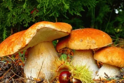 Setas-Bosque jigsaw puzzle