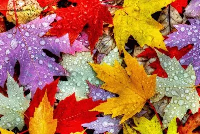 Hojas-Colores jigsaw puzzle