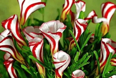 oxalis versicolor