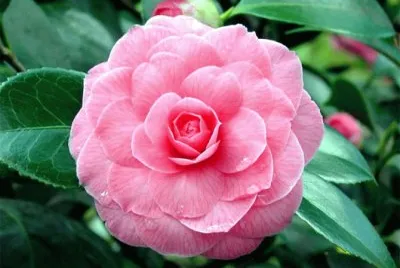 camelia japÃ³nica