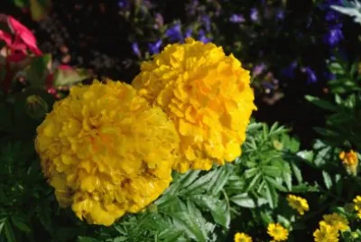 flowers jigsaw puzzle
