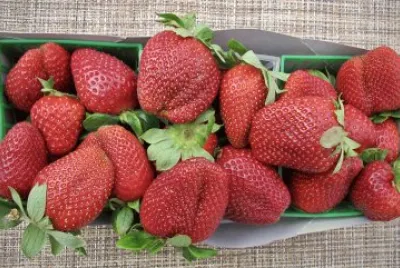 Fresas jigsaw puzzle