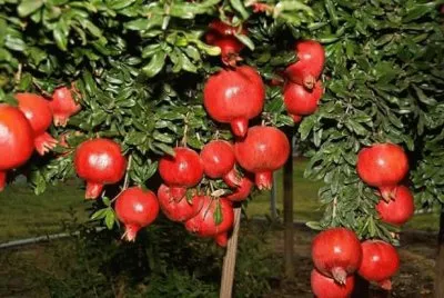 imagens jigsaw puzzle