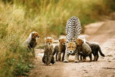 mom#243