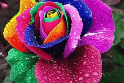 Colorido,Rosa.jpg