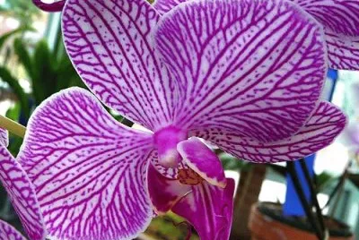 Gorgeous Stripped Orchid