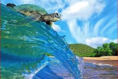 TORTUGA SURFISTA