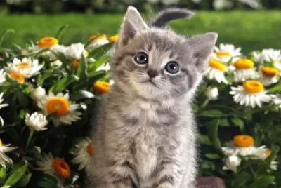 Gatico