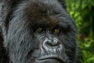 Great Ape