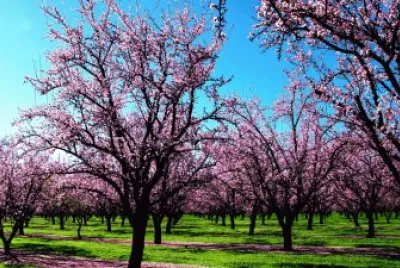 primavera
