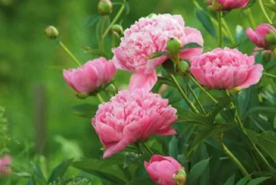 peonia
