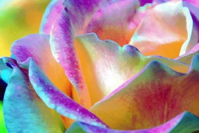 rose