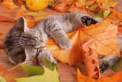 cat jigsaw puzzle
