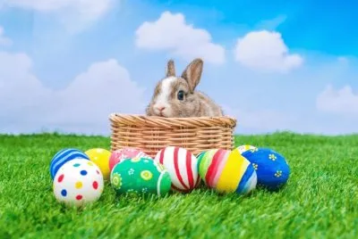 bunny jigsaw puzzle