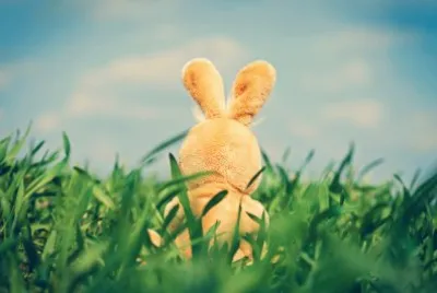 bunny jigsaw puzzle