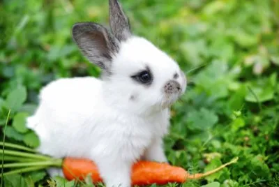 bunny