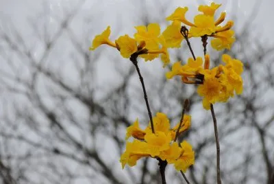 פאזל של Ipê amarelo