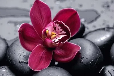 orquidea cereza