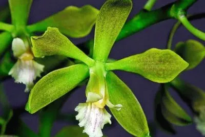 orquidea del valle del cauca