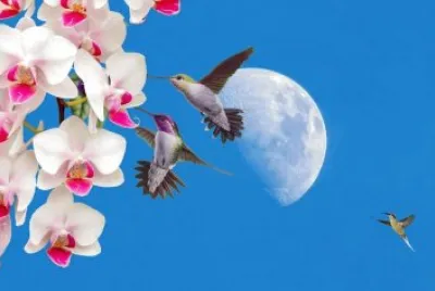 orquidea primaveral jigsaw puzzle