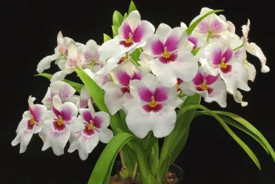 orquidea violeta