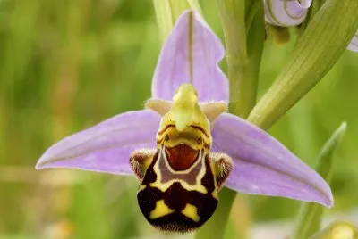 orquidea abeja