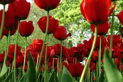 tulipanes jigsaw puzzle