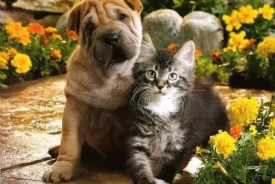 amistad