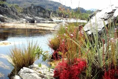 NATUREZA jigsaw puzzle