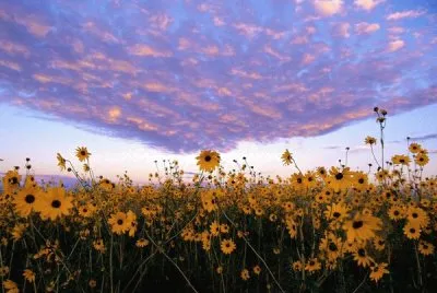 NATUREZA jigsaw puzzle