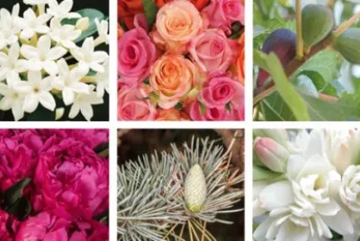 Fleurs