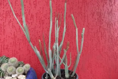 פאזל של Cactus e Suculenta