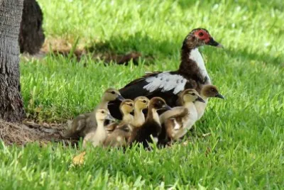 Mãe Pata e seus patinhos