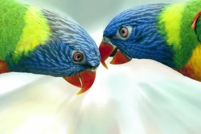Animales,Aves