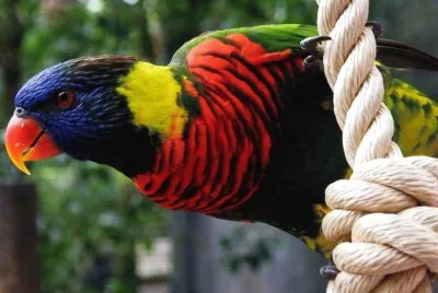 פאזל של Aves,Loro