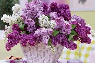 Pretty Basket of Lilacs