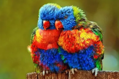 Fotografia,Aves