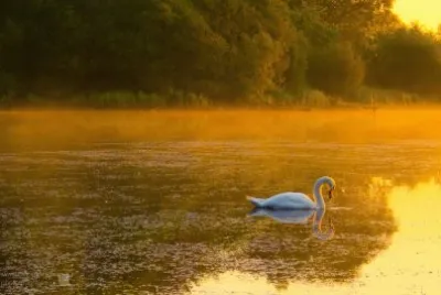 Swan Gold jigsaw puzzle