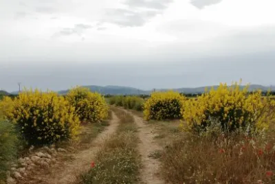 primavera jigsaw puzzle