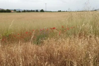 paisaje jigsaw puzzle