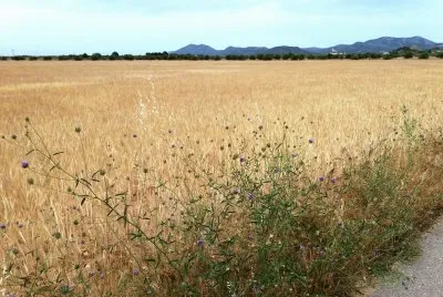 paisaje jigsaw puzzle