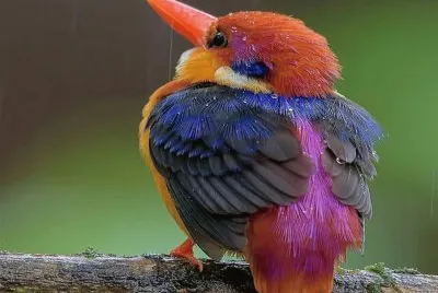 pajarito