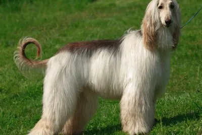 Animales,Afghan Hound