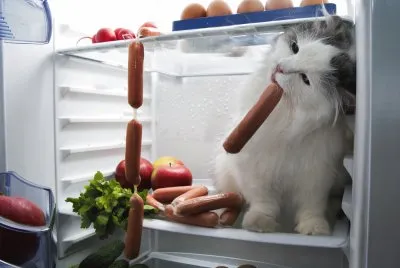 Animales Gato,Hambriento