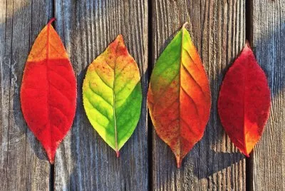 Tierra,Naturaleza,Hojas jigsaw puzzle