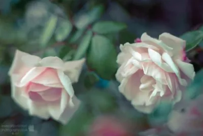 Romantic Roses jigsaw puzzle