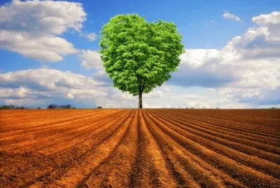 lonetree jigsaw puzzle