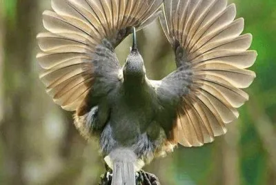 Naturaleza Viva