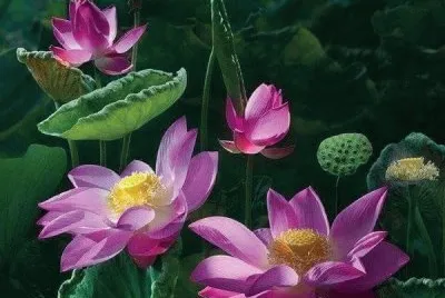 imagens jigsaw puzzle