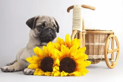 Animales-Pug jigsaw puzzle